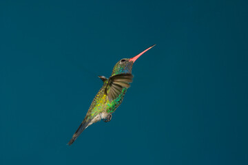 Fototapeta premium Broad-billed hummingbird looking skyward while flying