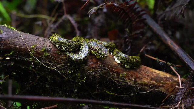 Eyelash Viper Resting Perfectly Camouflaged on Mossy Rainforest Branch