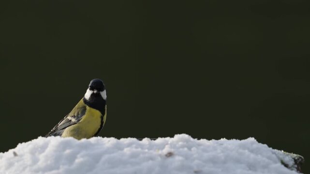 Serveral blue tits and great tits searches for food in the snow, garden, winter, lower saxony, (parus major, parus palustris, parus caeruleus), germany