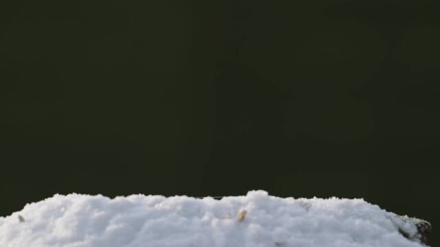 Serveral blue tits and great tits searches for food in the snow, garden, winter, lower saxony, (parus major, parus palustris, parus caeruleus), germany