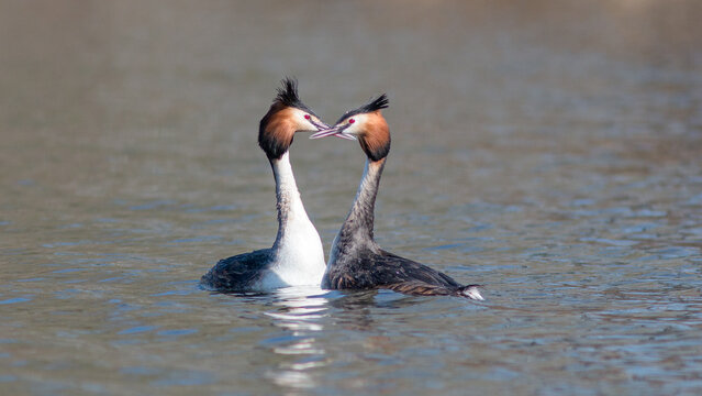 great crested grebe