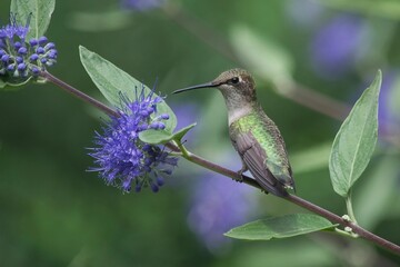 hummingbird resting on limb © Gail