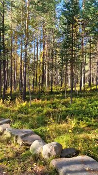 sunny day in pine woodland with lush green vegetation on ground woodland