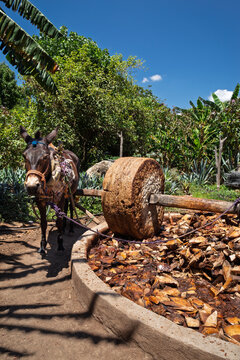 A donkey pulls a traditional stone tahona to crush cooked agave for artisanal mezcal production in Mexico
