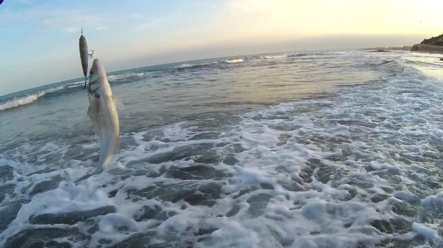 POV of male angler landing European seabass fish hooked on hard lure in rough sea waves at beach