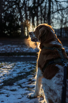 A Brittany Spaniel exhales visible breath in golden backlight while sitting outdoors on a cold winter day