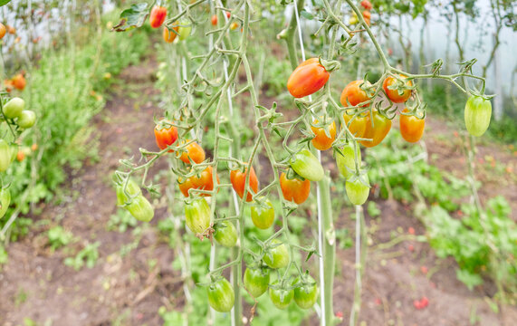 Organically grown tomatoes in a greenhouse, selective focus.