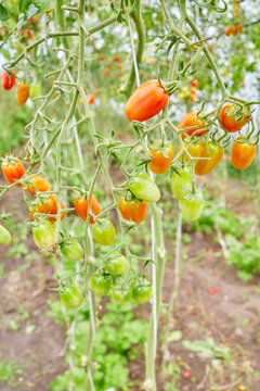 Organically grown tomatoes in a greenhouse, selective focus.