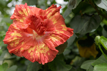 ruffled red hibiscus with yellow petal markings on defocused foliage © eugen