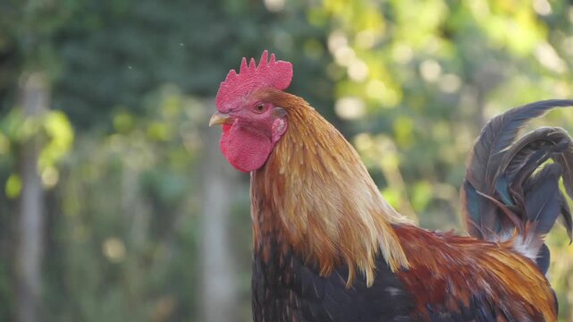 A rooster in the village close up