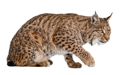 Brown spotted lynx with tufted ears walking, isolated on transparent background © pixogram