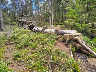 Stare drzewo w parku  © WalDec