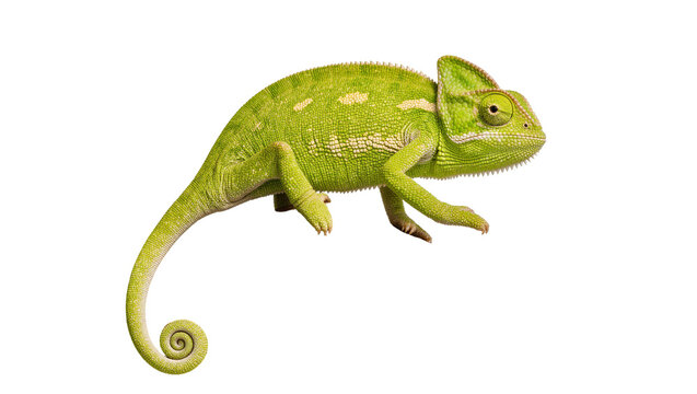 Green veiled chameleon with curled tail, isolated on transparent background