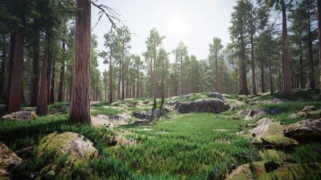 Sunlit rocky meadow surrounded by towering sequoia forest