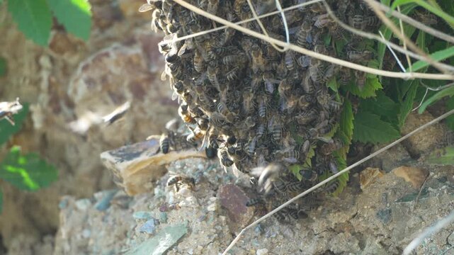 Honey bee swarm clusters on a rocky hillside as individuals fly in to join the group. Fixed static shot.