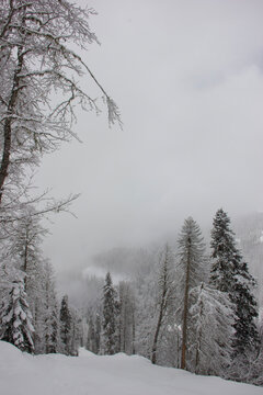 Winter mountain landscape with snow-covered pine forest and ski resort slopes during a snowfall