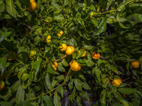 Close-up of ripe nectarines displaying vibrant yellow-orange and blush-red hues on a tree branch at night. Surrounded by dark green leaves, the scene captures the beauty of nature in late afternoon