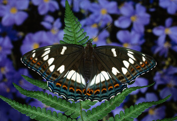 Großer Eisvogel, Limenitis populi, Weibchen, sehr seltener Waldschmetterling. Größter Tagfalter Europas, einer der schönsten Schmetterlinge.  © Volkmar