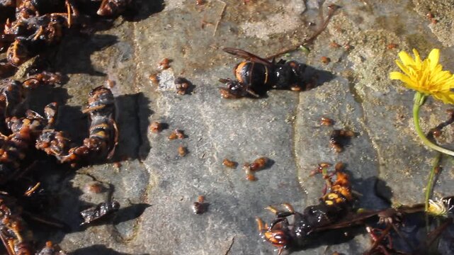 Dead Asian hornets on stone with a yellow wildflower