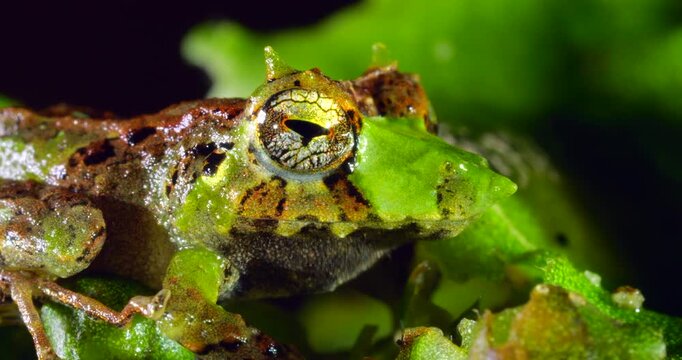 Pinocchio Rainfrog (Pristimantis appendiculatus).An unusual frog with a pointed nose occurring in cloud forest on the western slopes of the Andes in Ecuador. 