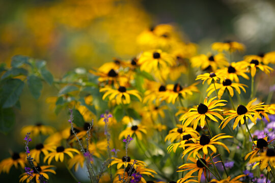 Flowering rudbeckias with bright yellow petals and a black-brown center. Sea of ​​summer blooms with a bokeh effect in background