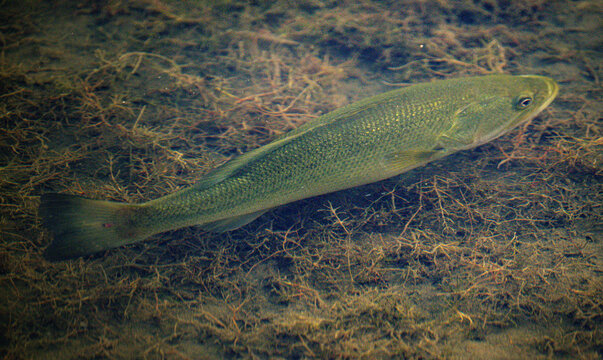  small mouth bass swimming in a shallow lake 