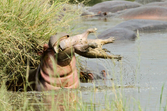 Adult hippopotamus lifts a small hippo calf at a muddy riverbank. Rare wildlife interaction may reflect calf handling, social response, or other unusual natural behavior.