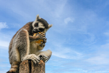 Fototapeta premium Ring-tailed lemur eats fruit while perched on a wooden stump beneath a bright blue sky. Wide copy space highlights natural feeding behavior, wildlife conservation, and biodiversity.