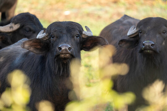 Water buffalo herd on a dairy farm raised for milk used in traditional buffalo mozzarella production. Domestic livestock rest outdoors in a rural agricultural setting.