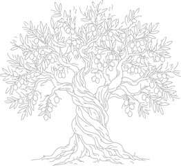 Fototapeta premium Vintage olive tree line art vector, ancient gnarled tree with branches and fruit, hand drawn botanical illustration for organic oil labels