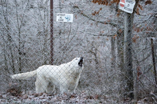 White livestock guardian dog barks behind a chain link fence beside warning signs on a frosty rural property. Winter scene conveys security, guarding behavior, and restricted access.