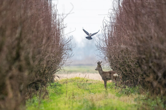 Roe deer buck standing alert beneath a flying bird in a narrow woodland corridor between dense leafless hedges. Wild european fauna is framed by bare branches, green meadow and soft natural bokeh.
