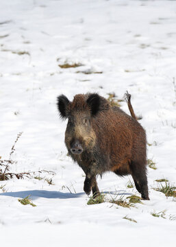 Wild boar facing the camera while walking on snowy terrain in the middle of winter. The animal stands out against the white background, symbolizing strength, wilderness and natural resilience.