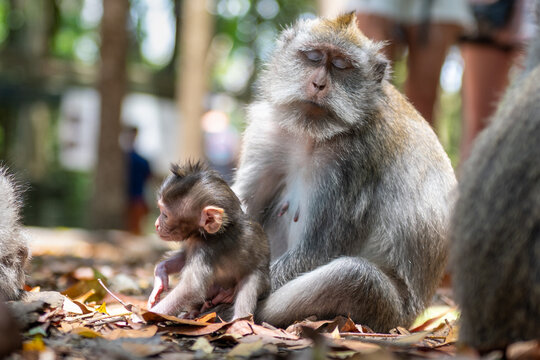 Adult long-tailed macaque resting beside her young infant on dry leaves in a tropical Bali forest.
