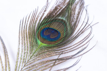 A single beautiful peacock feather with its distinctive eye pattern, as symbol of Hindu god Lord Krishna. isolated on white background. © DIPIKA