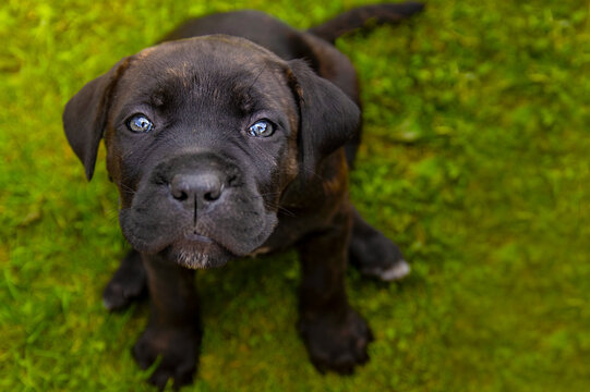 Close-up portrait of a black Cane Corso puppy sitting on green grass and looking up at the camera. Curious young Italian Mastiff dog with expressive eyes photographed outdoors from a high angle
