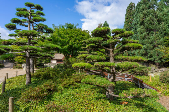 Hamburg, Deutschland: St&auml;dtetrip mit Besuch im Gr&uuml;nen im Planten un Blomen, Japanische Garten, Botanischer Garten mit Niwaki B&auml;umen - Ruhe, Erholung im Stadt Park