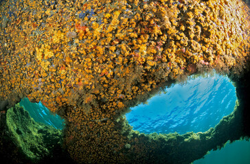 Parazoanthus axinellae (celenterata), an underwater cave or rock arch typical of Mediterranean rocky reefs Sardinia, Italy © antasfoto