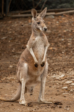 Red kangaroo (Osphranter rufus) standing alert on the ground in full body view.