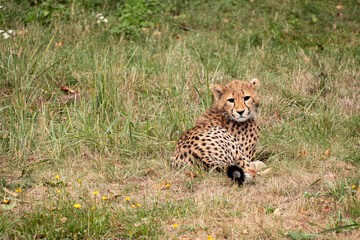 Cute cheetah cub lying on the grass looking at the camera. © Luk