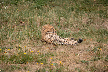 Cheetah cub lying on the dry grass in nature. © Luk