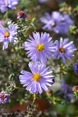 Obraz premium New York aster Milka flowers - Latin name - Symphyotrichum novi-belgii Milka