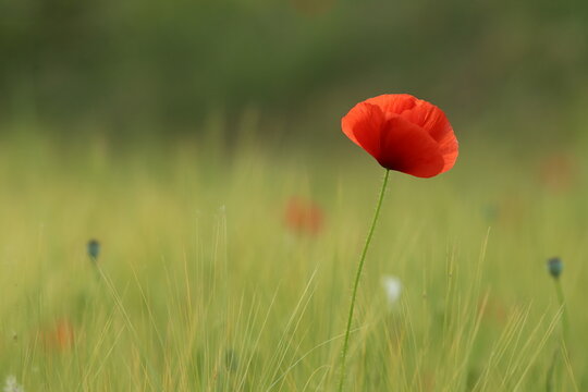 fiore di papavero in primavera al tramonto