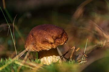 boletus edulis mushroom © CherniView