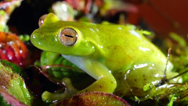 Babbling Stream Frog (Hyloscirtus alytolylax), slow motion in rain. A tree frog found on the banks of mountain streams  in cloud forest on the western slopes of the Andes in Ecuador. 