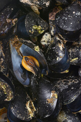 A close up top down view of a pile of freshly cooked black mussels with one shell open revealing the juicy orange meat inside. © nahhan