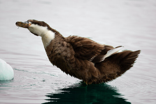 AVES 