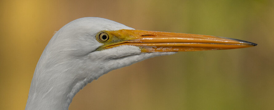 AVES 