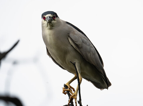 AVES 