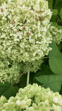 Hydrangea vertical green flower detail